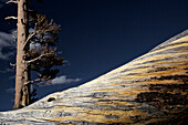 Gewaltiger Baum im Tioga Pass, Yosemite-Nationalpark, Kalifornien, USA