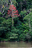 Roter Baum im Regenwald, Rio Napo, Amazonas, Ecuador, Südamerika