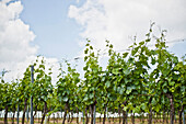 Grapevines in the wine region of Poysdorf, Wine region, Lower Austria, Austria