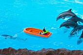 Dolphin Show  Loro Parque  Puerto de la Cruz  Tenerife  Canary Islands  Spain