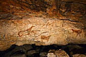 Hinds and horse  The frieze of the paintings  Medium Paleolithic  El Pendo cave  Escobedo, Camargo  Santander  Cantabria  Spain