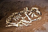Ekain, Ekainberri Cave  Bones of bear  Zestoa  Cestona  Gipuzkoa  Guipuzcoa  Basque Country  Spain
