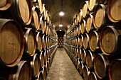 Spain, Basque Province Euskad, La Rioja Alavesa, Elciego, tempranillo vineyards and cellars Vina Salceda