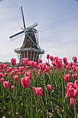 A windmill in Windmill Park during