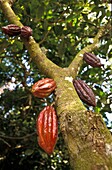 Soufrier Estate, Diamond Botanical Garden Saint Lucia, West Indies  Ripe Cocao Bean Pods