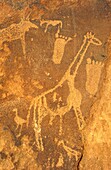 Namibia - Giraffe and human footprints at the Twyfelfontein rock engravings, west of the town of Khorixas in the Damaraland