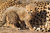 Cheetah Acinonyx jubatus - 40 days old male cub next to its resting mother  Photographed in captivity on a farm  Namibia