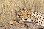 Cheetah Acinonyx jubatus - Tenderly moment between a tired female and its 41 days old male cub  Photographed in captivity on a farm  Namibia