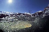 Brown trout, Trout Salmo trutta fario Rio Bran~a, Los Collainos, La Raya, Puerto de San Isidro, Asturias, Spain