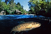 Freshwater Rivers  Sea trout Salmo trutta trutta  Rio Tea, Galicia, Spain