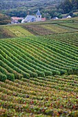 France, Marne, Champagne Ardenne, Chigny-les-Roses, vineyard, autumn