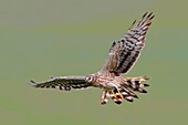 Montagu´s Harrier  Adult female Circus pygargus  Order: : Falconiformes or Accipitriformes, q v   Family: Accipitridae