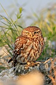 Little Owl Athene noctua Order : Strigiformes Family : strigidae.