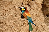 European Bee-eater  Merops apiaster  Order: Coraciiformes  Family: Meropidae.