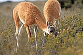 Guanaco Lama guanicoe or Lama glama guanicoe  Order : Artiodactyles Family : Camelidae.