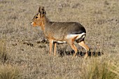 Patagonian Mara  Dolichotis patagonum  Order:Rodentia Family:Caviidae.