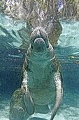 Manatee  Florida Manatee  Three Sisters Springs 3 Sisters Springs  Crystal River  Florida  United States  Trichechus manatus latirostrus  Order:Sirenia Family:Trichechidae