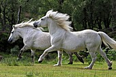 Highland Pony  Equus ferus caballus.
