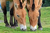 Przewalski´s Horse  Equus przewalskii  Order: Perissodactyla  Family: Equidae.
