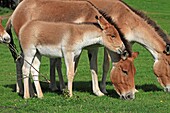 KIANG or Tibetan wild ass Equus kiang  Order: Perissodactyla Family: Equidae.