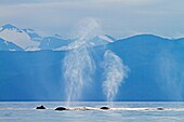 Humpback whale  Megaptera novaeangliae  Order: Cetacea Suborder: Mysticeti Family: Balaenopteridae