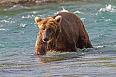 Alaska, Katmai National Park and Preserve, McNeil River Bear Viewing and Wildlife Sanctuary, falls of the Mc Neil river, Grizzly bear  Ursus arctos horribilis, family : ursidae, order : carnivora