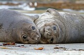 Falkland Islands, Sea LIon island, Southern Elephant Seal Mirounga leonina