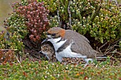Falkland Islands, Sea LIon island, Two banded Plover, Charadrius falklandicus, Order:Charadriiformes Family: Charadriidae