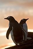 Falkland Islands, Pebble island, Gentoo Penguin   Pygoscelis papua papua
