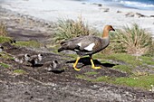 Falkland Islands, Sea LIon island, Upland Goose or Magellan Goose  Chloephaga picta, female and youngs