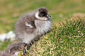 Falkland Islands, Sea LIon island, Upland Goose or Magellan Goose  Chloephaga picta, young