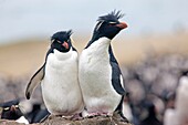 Falkland Islands, Pebble island, Rockhopper penguin  Eudyptes chrysocome chrysocome.