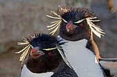 Falkland Islands, Pebble island, Rockhopper penguin  Eudyptes chrysocome chrysocome.