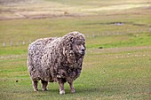 Falkland Islands, Pebble island, Domestic Sheep.