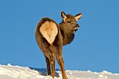 United states, Wyoming-Montana, Yellowstone National Park, Lamar Valley, Elk or Wapiti Cervus canadensis