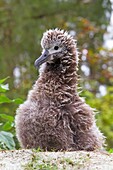 Hawaï, Midway, Sand Island, Black-footed Albatross  Phoebastria nigripes, young