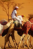 Middle East, Oman, desert of Wahiba, kids training race camels bedouins.
