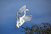 Great Egret Casmerodius albus - In flight - Louisiana - USA - Distinguished from most other white herons by large size  L39´ W51´ - Common in marshes-mangroves swamps-mud flats - Partial to open habitats for feeding - stalks prey slowly and methodically -