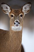 White-tailed deer - Odocoileus virginianus - doe - New York - USA.