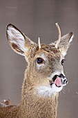 White-tailed deer - Odocoileus virginianus - spike buck - New York - USA.