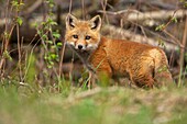Red Fox Vulpes vulpes -formerly Vulpes fulva - New York - USA - same species as European red fox - some say was originally introduced from Europe to North America - widespread in North America - omnivore