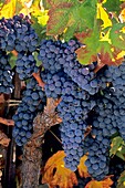 Grapes on vine in fall, Villa Toscana Winery, near Plymouth, Shenandoah Valley, Amador County, California