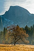 Maple tree in Cooks Meadow below Half Dome in Spring, Yosemite Valley, Yosemite National Park, California