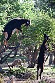 Goats Climbing Argan Trees in Morocco