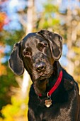 Portrait of a Chocolat Labrador Retriever taken outdoors in the fall, MR