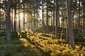Caledonian pine wood, Abernethy Forest, Cairngorms National Park, Scotland, April 2007
