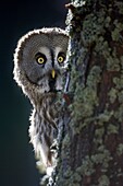 Great grey owl Strix nebulosa perched in forest captive-bred