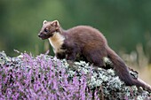 Pine marten Martes martes young female on log amongst heather, Scotland, August 2007