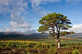 Scots pine tree Pinus sylvestris on moorland, Strathspey, Cairngirms National Park, Scotland, November 2006