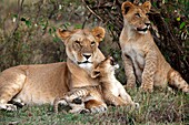 Lions in the Mara